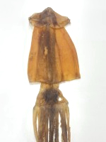 5-7 阿根廷整支魷魚